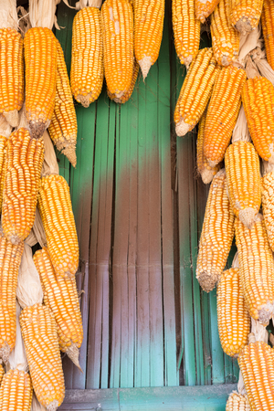Golden yellow corn on bamboo floor