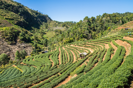 The tea plantation is in line with the altitude of the mountain.の写真素材