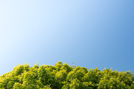 Tree against sky and light backgroundの写真素材