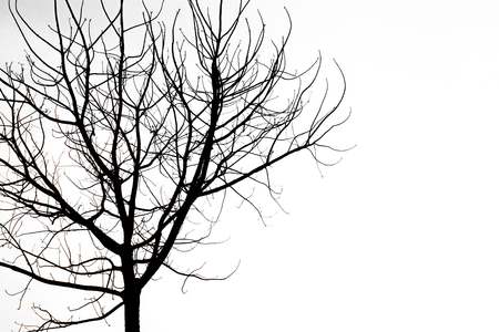 Black silhouette tree Without leavesの写真素材