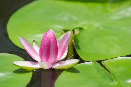 The pink lotus bloomed beautifully on the water.の写真素材