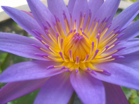Lotus blooming purple and yellow.の写真素材