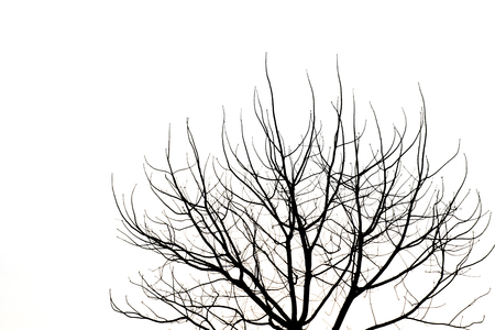 Black silhouette tree Without leavesの写真素材