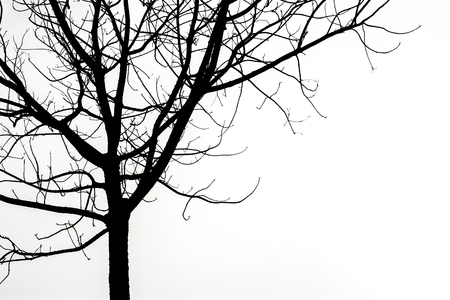 Black silhouette tree Without leavesの写真素材