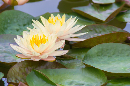 Two white lotus flowers blooming on a green leaf.の写真素材