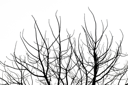 Black silhouette tree Without leavesの写真素材