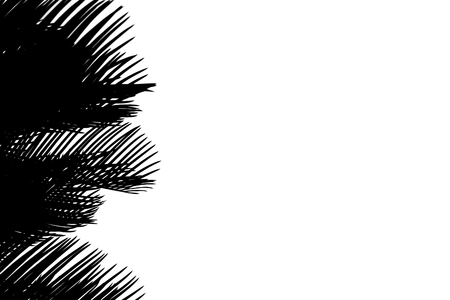 Shadows of branches on a white background.の写真素材