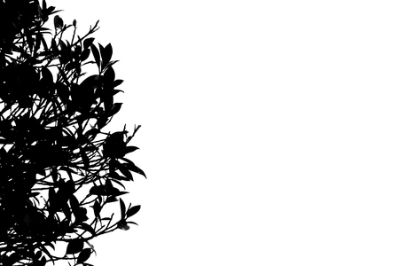 Shadows of branches on a white background.の写真素材