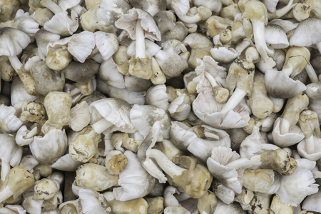 Fresh Mushrooms Raw Materials for Thai Cookingの写真素材