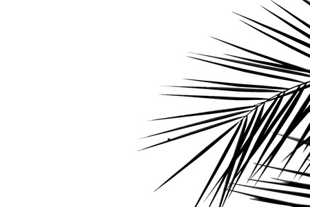 Shadows of branches on a white background.の写真素材