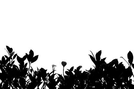 Shadows of branches on a white background.の写真素材