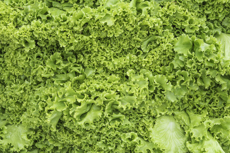 Green lettuce for health loversの写真素材