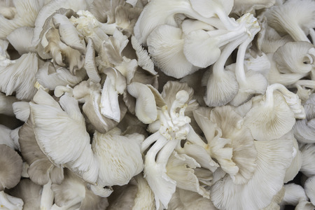 Fresh Mushrooms Raw Materials for Thai Cookingの写真素材