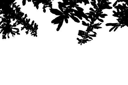 Shadows of branches on a white background.の写真素材