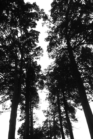 Black silhouette tree on a white background.