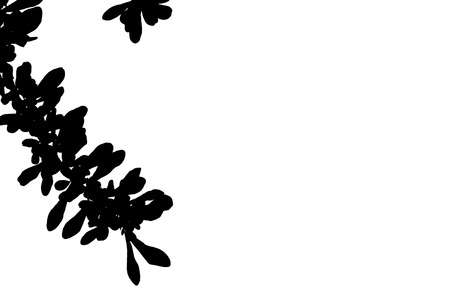 Shadows of branches on a white background.の写真素材