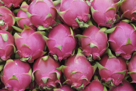 Red fruit dragon fruit for health lovers.の写真素材