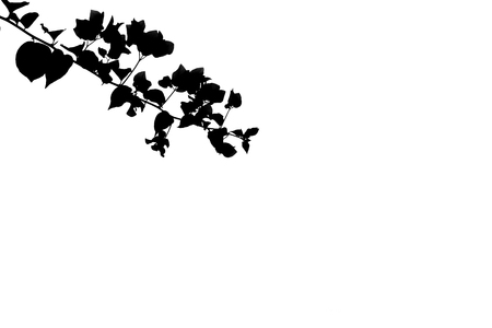 Shadows of branches on a white background.の写真素材