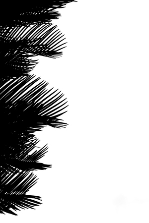 Shadows of branches on a white background.の写真素材