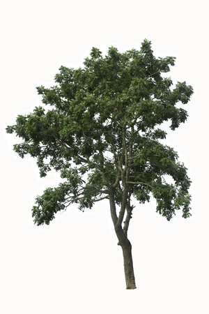 Tree on a white backgroundの写真素材