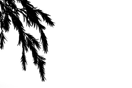 Shadows of branches on a white background.の写真素材