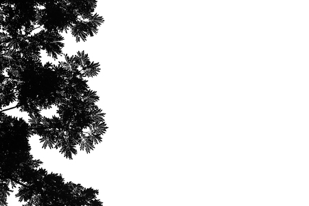 Shadows of branches on a white background.の写真素材