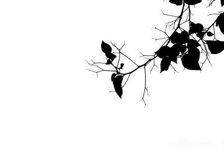 Shadows of branches on a white background.の写真素材