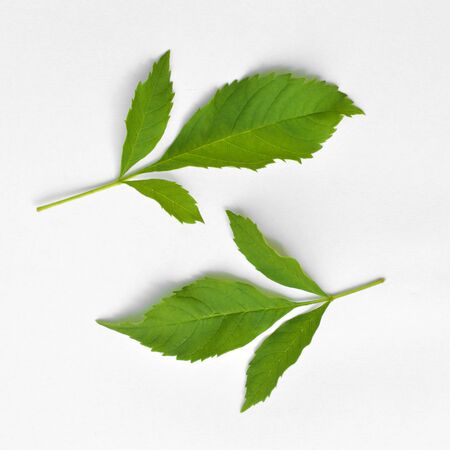 Green leaf isolated