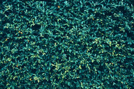 Abstract background of green leaves with vintage tone color style