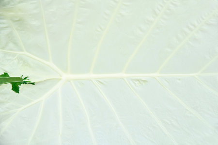 White leaf plant background and textureの写真素材