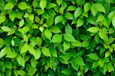 Green leave texture with edit light and color for natural background