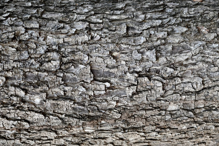 Natural Tree's bark texture background