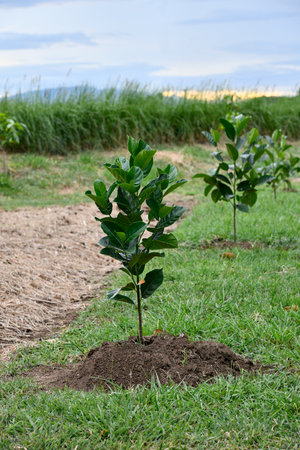 A tree growing in the fruit garden.の写真素材