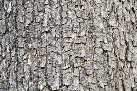 Natural tree bark surface background close - upの写真素材