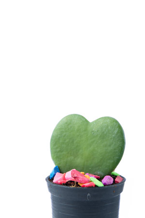 cactus in heart shape on white backgroundの写真素材
