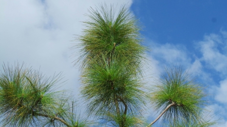 pnine in paiの写真素材