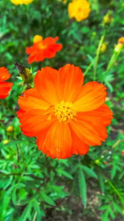 Yellow cosmos flowers in pai on thailand の写真素材