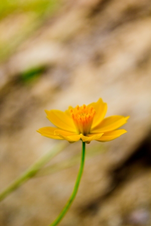 yellow flower isolated backgroundの写真素材