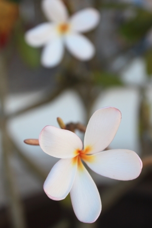 Chiang Mai Flower Festival of Thailandの写真素材