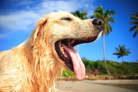 dog on kod island's beach