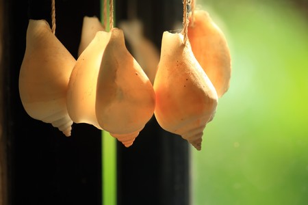 colourful shell curtainの写真素材