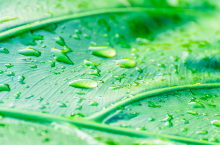 Beautiful green leaf with drops of water