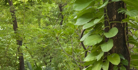 The nature of the park with green leaves around the tree.の写真素材