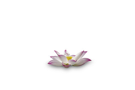 lotus flower pinkの写真素材