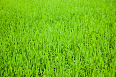 grass green fieldの写真素材