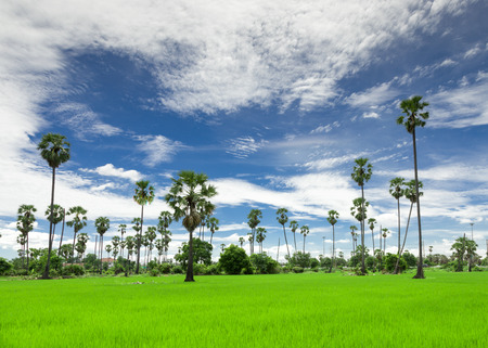 sugar palm on the rice fieldの写真素材
