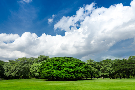 green grass tree blue skyの写真素材