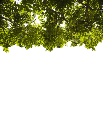 Leaves green isolate whiteの写真素材