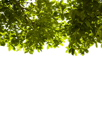 Leaves green isolate whiteの写真素材
