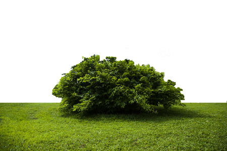Bush green grasd isolate whiteの写真素材